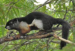 (Callosciurus prevosti)