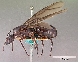 Camponotus gouldi