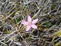 Trivialname (Centaurium erythraea)