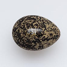 Image of Charadrius bicinctus egg from the collection of Auckland Museum