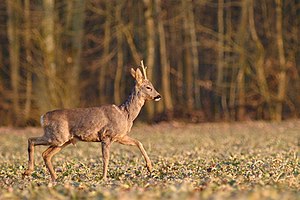 Europeesk Ree (Capreolus capreolus) LC - least concern (ei trüüwet)