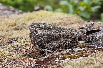 Common Nighthawk