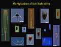 Images of tintinnids and other microplankton found in the Chukchi Sea in the Arctic