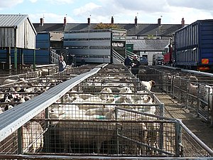 English: Counting sheep at Newport Cattle Mark...