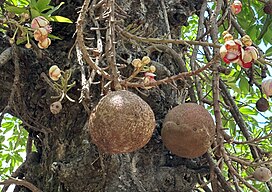 Couroupita guianensis, cannon ball tree fruit