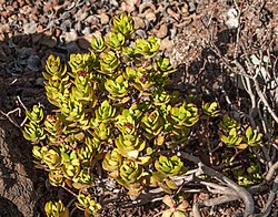 Crassula cultrata