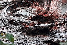 Saltwater crocodile tears apart a pig carcass for consumption Crocodylus porosus feeding frenzy by Gregg Yan 01.jpg