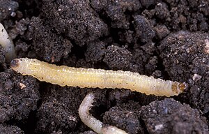 English: Western corn rootworm (Diabrotica vir...