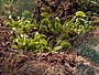 Dionaea muscipula01.jpg