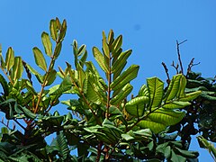 Foliage