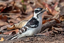 A female downy woodpecker on the ground