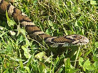 Eastern milk snake