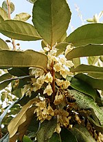 Miniatura para Elaeagnus × submacrophylla