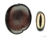 Nasiona Entada phaseoloides. Komora powietrzna umożliwia im dryfowanie na powierzchni wody.
