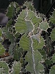 Euphorbia grandicornis är en av många arter som ofta felaktigt kallas "kaktus".