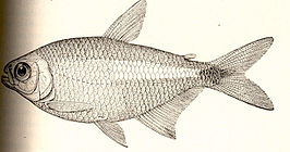 Hyphessobrycon inconstans