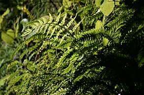 Ferns on the forest floor