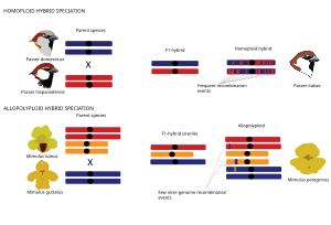 Schematic representation of homoploid and allopolyploid hybrid speciation. An example of a homoploid hybrid genome is a schematic of the mosaic genome of the Italian sparrow which is a hybrid resulting from the house sparrow P. domesticus which spread across the Mediterranean with agriculture and encountered and hybridized with local populations of Spanish sparrow P. hispaniolensis [48,49,85]. An allopolyploid example is the monkeyflower Mimulus peregrinus, an allohexaploid species that has evolved independently at least twice and which involves an intermediate, sexually-sterile but clonally vigorous F1 hybrid [115]. Sterile F1 hybrids have given rise to allopolyploids in other taxa (e.g. Spartina and Senecio), but allopolyploids can also form via fertile intermediate hybrids (e.g. Tragopogon). Figure 2. Schematic representation of homoploid and allopolyploid hybrid speciation. Updated.svg