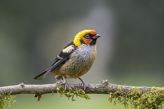 Flame-faced tanager by Charles J. Sharp