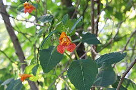 Common jewelweed