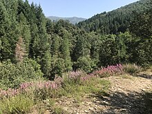 Forêt autour de Saint-Melany.