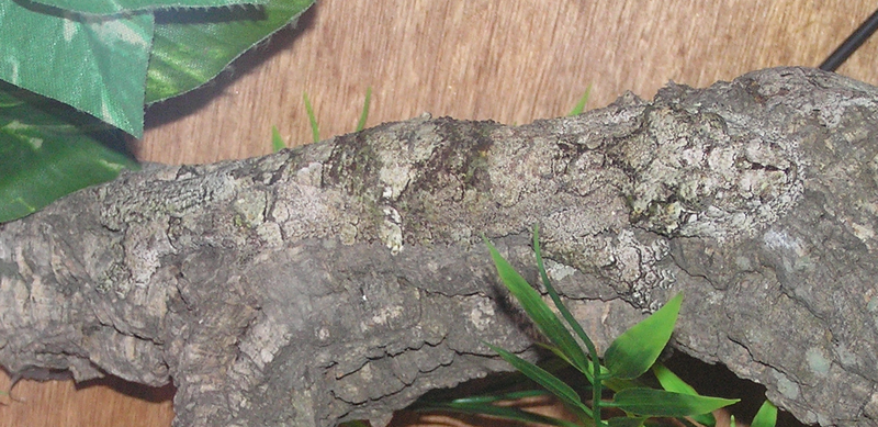 Perfectly camouflaged gecko