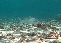 Une gerre (Gerres longirostris)