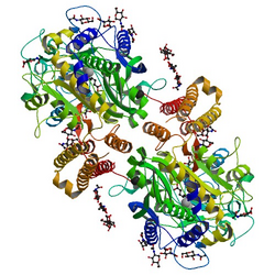 Glutamate carboxypeptidase II.png