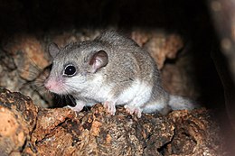 közönséges ecsetfarkúpele (Graphiurus murinus)