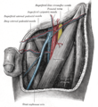 The left femoral triangle
