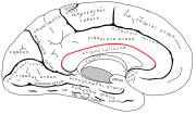 脳梁溝。頭頂下溝は多くの場合、脳梁溝と平行に走る。