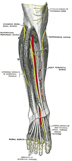 Infrapatellar branch of saphenous nerve - Wikipedia