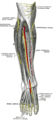 Nervios profundos en la parte anterior de la pierna.
