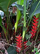 Heliconia sp. in tropical rain forest at Sierra del Escambray, Cuba