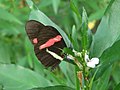 Heliconius erato