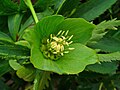 Particolare del fiore di H.viridis