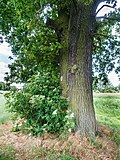 Eiche am Stolpenteich, Ostufer Flusslauf