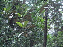 Hieronyma macrocarpa.JPG
