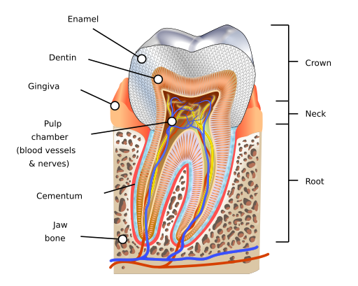 Human tooth diagram-en