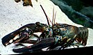 Crustacean - Wikidata