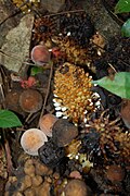 Balanophora fungosa indica dans le Nord de la Thaïlande.