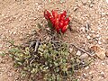 Hyobanche sanguinea, Richtersveld