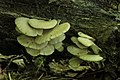 Pleurotus pulmonarius