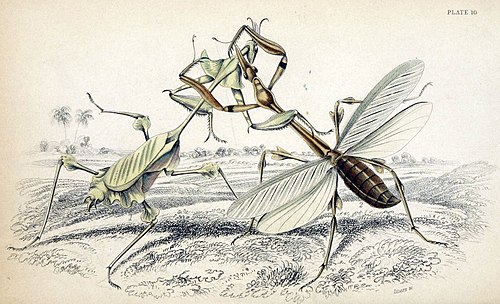 Fig 1. Empusa Gongylodes. Fig 2. Empusa Lobipes.