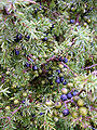 As the cones need more than a year to become ripe, both ripe and unripe cones can be seen together, as on this tree on Saaremaa, Estonia