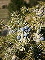 Juniperus communis fruits