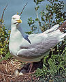 Larus smithsonianus en su nido