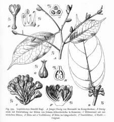 Το είδος Lepidobotrys staudtii από το βιβλίο Vegetation der Erde (έκδ. του 1915)