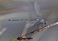 (16) Lestes sponsa