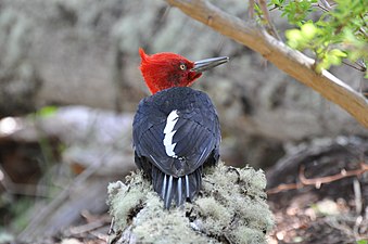 麦哲伦啄木鸟（英语：Magellanic woodpecker）（学名：Campephilus magellanicus）